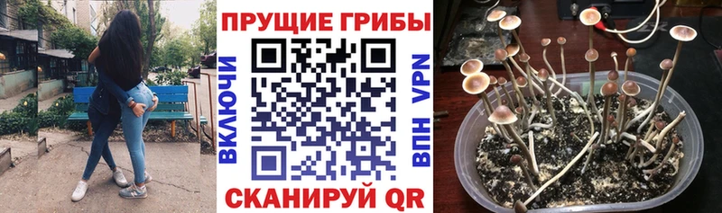 Псилоцибиновые грибы Magic Shrooms  как найти закладки  Ковров 